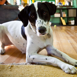 Trini DogWatch, St. James, Trinidad | Indoor Pet Boundaries Contact Us Image