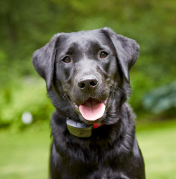 Trini DogWatch, St. James, Trinidad | 1200Fence Contact Us Image