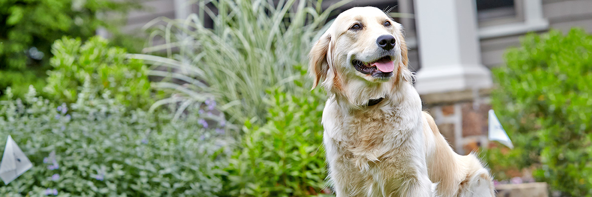 Trini DogWatch, St. James, Trinidad | Home Slider Image