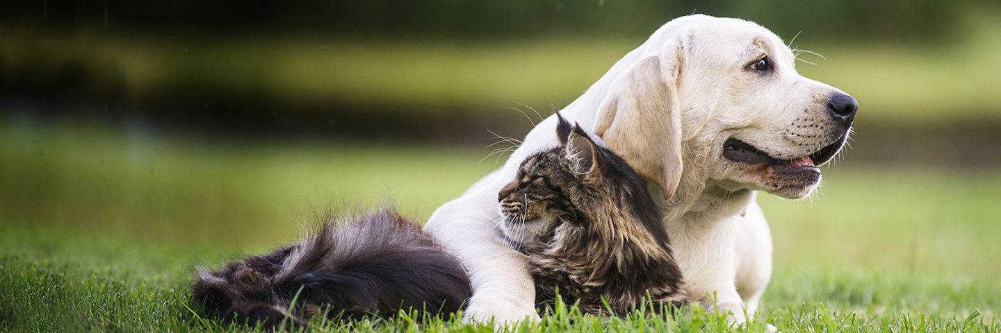 Trini DogWatch, St. James, Trinidad | Cat Fences Slider Image